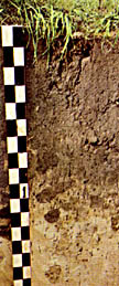 Bodenprofil